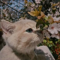@𝐜𝐠𝐢𝐚𝐢𝐢_𝐚𝟐