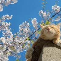 @𝐭𝐛𝐢𝐧𝐡𝐡_𝐚𝟐