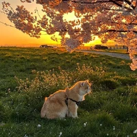 @𝐬𝐧𝐠𝐮_𝐚𝟐
