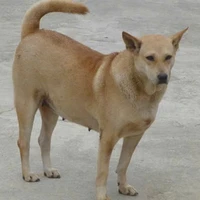 chờ o cho sắc chó:))