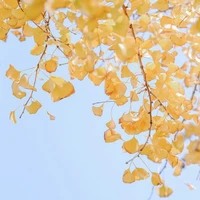 Đội tuyển Inazuma Japan 