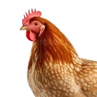 Con Gà 🐔