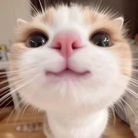 tác giả cte hột me 🌷