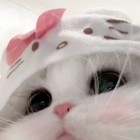 Meo