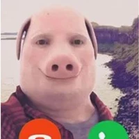 pig