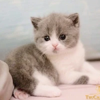 Hoàng Đức Duy ( dạng mèo )