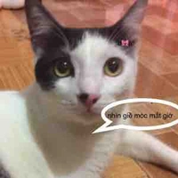 chủ hệ thống [ mây ] lấy từ con mèo t :)