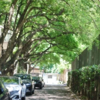 bạch tuộc biết đi(con được sip ở tựa đề)