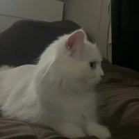 Băp