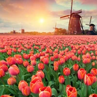 Tác Giả Viết Truyện Dở