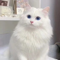 mèo(ni)