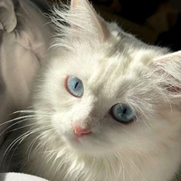Fiona [Moon]