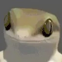 t/g nè