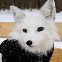 Quỷ hệ thống (forl)