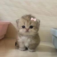 Hệ Thống #245 [ Miuu ]