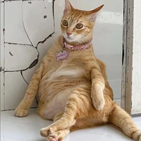 Mỹ Diệu biết nói