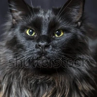 tác giả đẹp gái✨💅