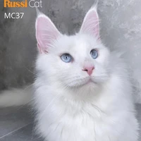 độc giả thương yêu