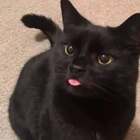 Lê Ánh Nhật - Dạng Mèo