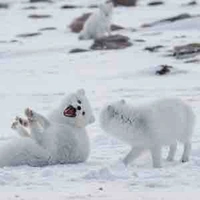 T/g giả bị nghiện Cáo Tuyết