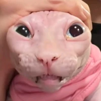 Hệ Thống - Sharanghe><