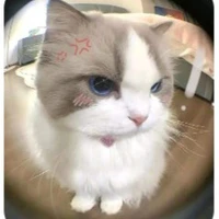 tác giả yêu mèo