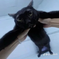 cuniuu