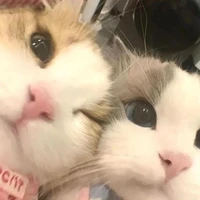 雅尼