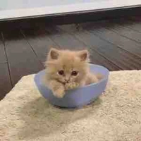 Tác giả đáng yêu “người mới”😈😈🐟