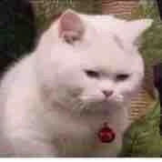 Bạch Nguyệt Quang