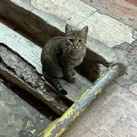#Cá-Meow