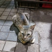 #Mít-Meow