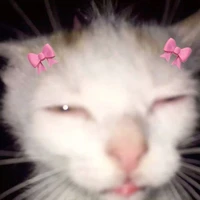 Kitty