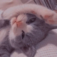Meow nhỏ