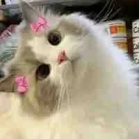 hệ thống trọng sinh