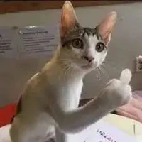 Miku/mèo của ran 