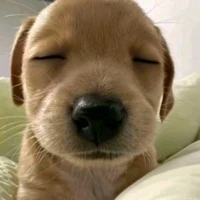 Tác Giả Đáng iuu