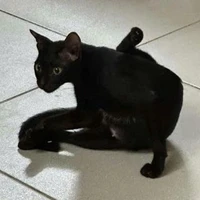 tác giả cần bán mèo con😭💔