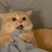Tg nè hoho