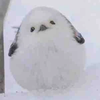 Chim Sẻ Bắc Trường Vĩ  Sơn