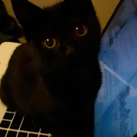 Mèo