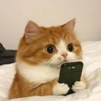 Lê Ánh Nhật (dạng mèo)