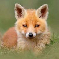 Vũ Thảo My ( dạng cáo)