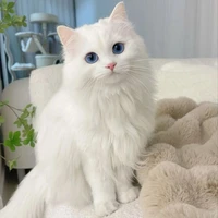 Mimi