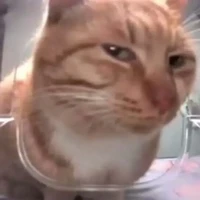 1 chap nữa xóa truyện