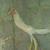 ???