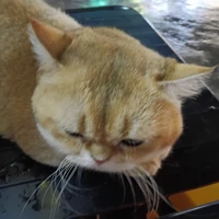 °•con pet cưng của Hè•°