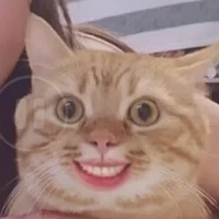 Y/N