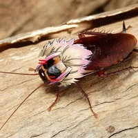 Bé gián đáng yêu..