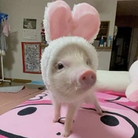 Ụt ịt ụt ịt🐽